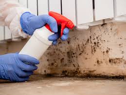 Mold Odor Removal Services in Scenic Oaks, TX